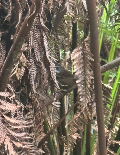 White-browed Scrubwren