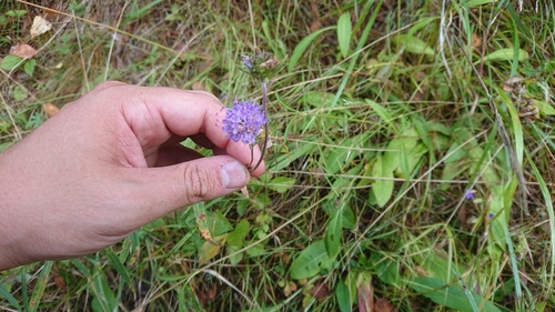 Devil's-bit Scabious