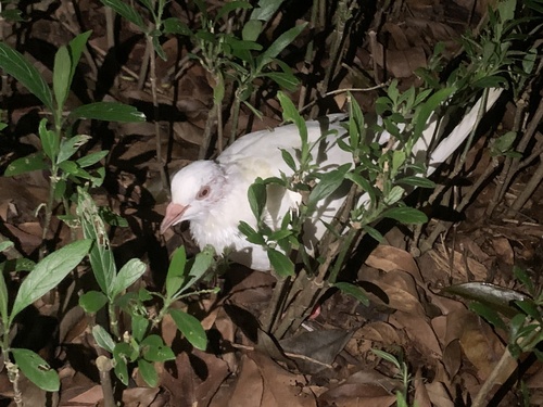 Feral Pigeon