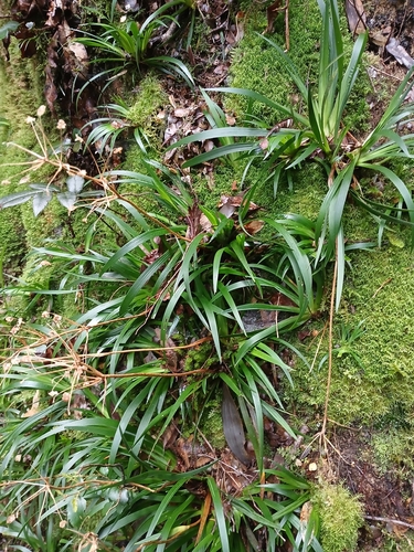 Libertia pulchella observed 2026-09-01