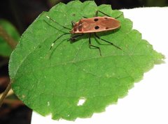 Physopelta quadriguttata