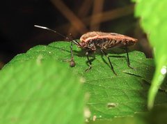 Physopelta quadriguttata