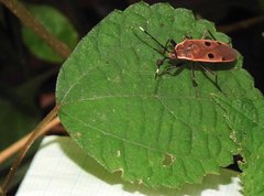 Physopelta quadriguttata