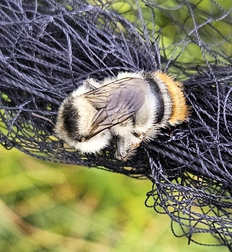 Shrill Carder-Bumble bee