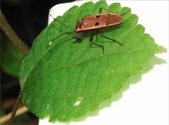 Physopelta quadriguttata