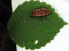 Physopelta quadriguttata