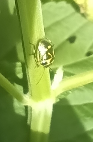 Cabbage Bug