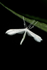 Hellinsia homodactylus