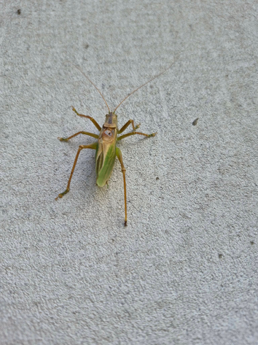 Upland Green Bush-cricket