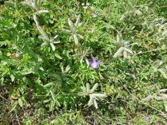 Triodanis biflora