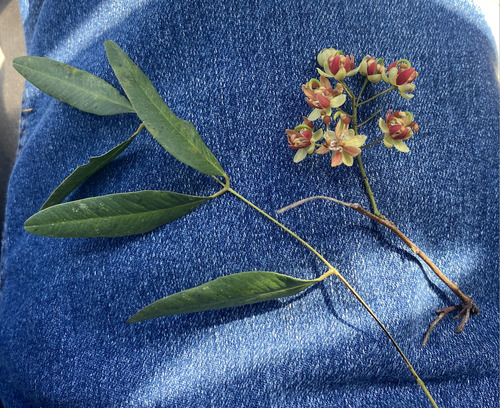 Cassia brewsteri observed 2026-09-01