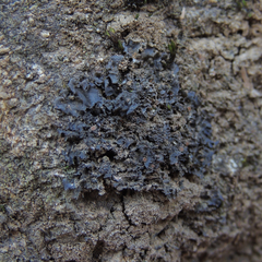 Scytinium juniperinum