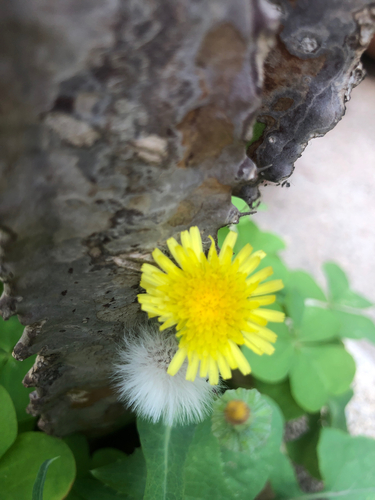 Common Sow-thistle
