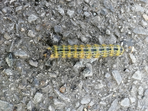 Buff-tip