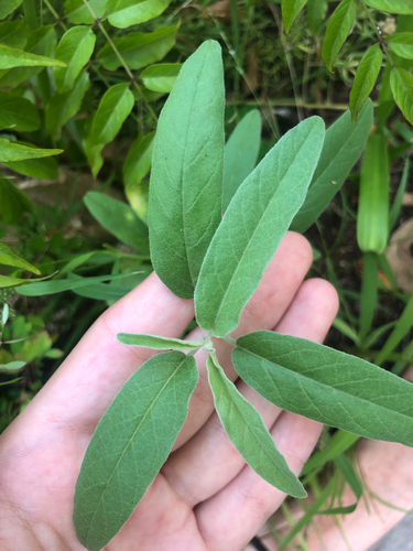 garden sage