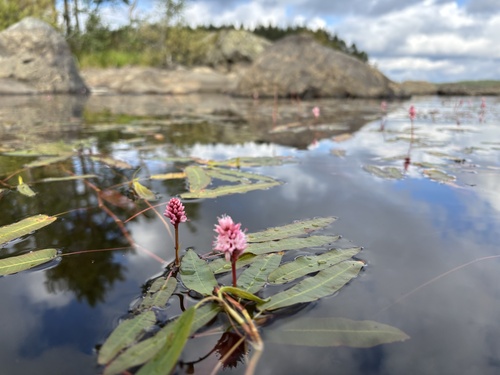 water smartweed