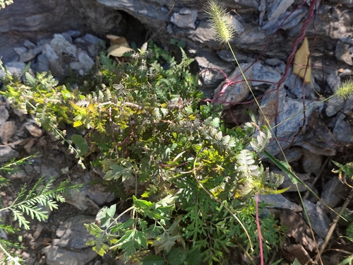 Phtheirospermum japonicum