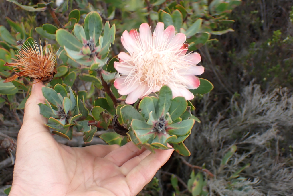 Protea punctata; photograph (c) Karen Eichholz, some rights reserved (CC BY)