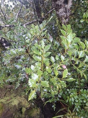 Phyllocladus toatoa