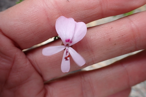 Pelargonium fruticosum, photograph 3