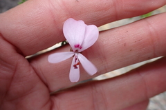 Pelargonium fruticosum, photograph (c) Karen Eichholz, some rights reserved (CC BY)