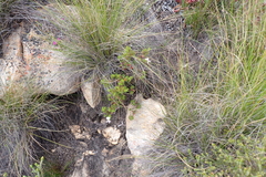 Pelargonium fruticosum, photograph (c) Karen Eichholz, some rights reserved (CC BY)