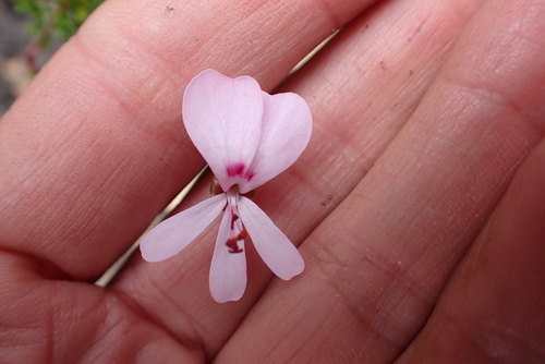 Pelargonium fruticosum, photograph 1