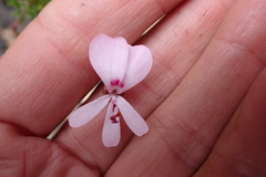 Pelargonium fruticosum, photograph (c) Karen Eichholz, some rights reserved (CC BY)
