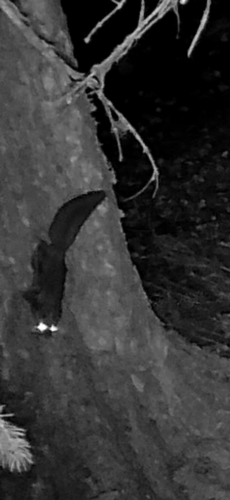 Northern Flying Squirrel observed by mtnlace