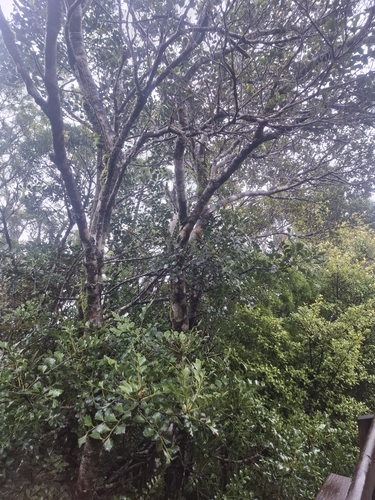 Phyllocladus toatoa, photograph 2
