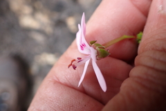 Pelargonium fruticosum, photograph (c) Karen Eichholz, some rights reserved (CC BY)