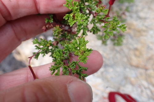 Pelargonium fruticosum