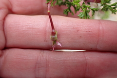 Pelargonium fruticosum, photograph (c) Karen Eichholz, some rights reserved (CC BY)