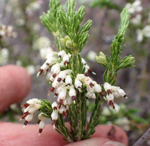 Erica imbricata, photograph 4