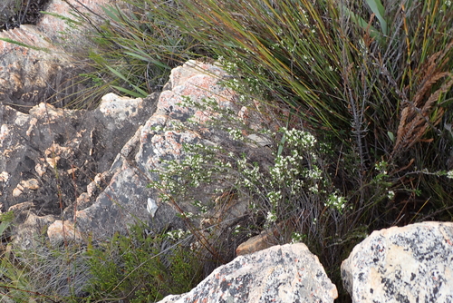 Erica imbricata, photograph 6