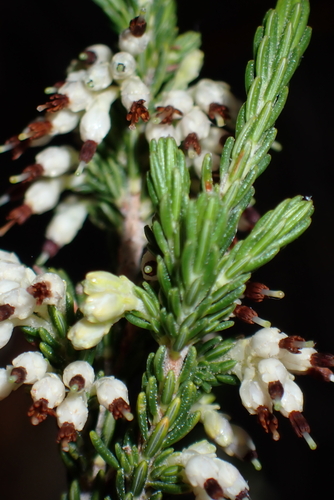 Erica imbricata, photograph 2