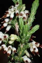 (c) Karen Eichholz, some rights reserved (CC BY) Erica imbricata, photograph (c) Karen Eichholz, some rights reserved (CC BY)