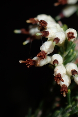 (c) Karen Eichholz, some rights reserved (CC BY) Erica imbricata, photograph (c) Karen Eichholz, some rights reserved (CC BY)