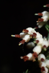 (c) Karen Eichholz, some rights reserved (CC BY) Erica imbricata, photograph (c) Karen Eichholz, some rights reserved (CC BY)