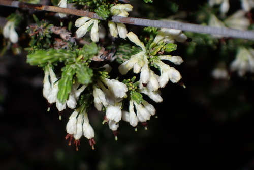 Erica imbricata, photograph 5