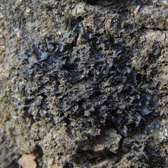 Scytinium juniperinum