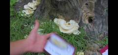 Bondarzewiaceae