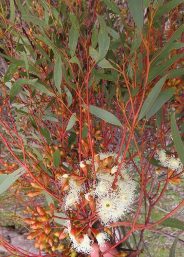 Eucalyptus calycogona, 2026-09-01