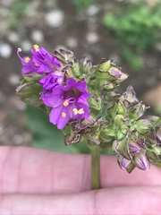 Mirabilis nyctaginea