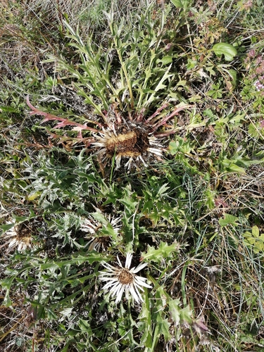 Silver Thistle