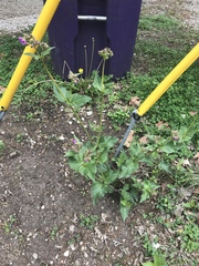 Mirabilis nyctaginea