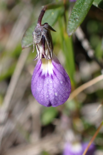 Lady's Slipper