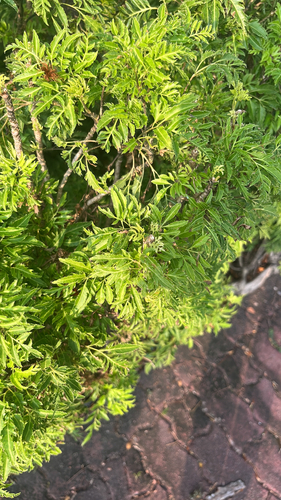 Polyscias fruticosa observed 2026-09-01