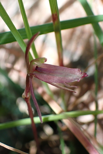 Gnat orchid
