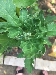 Artemisia